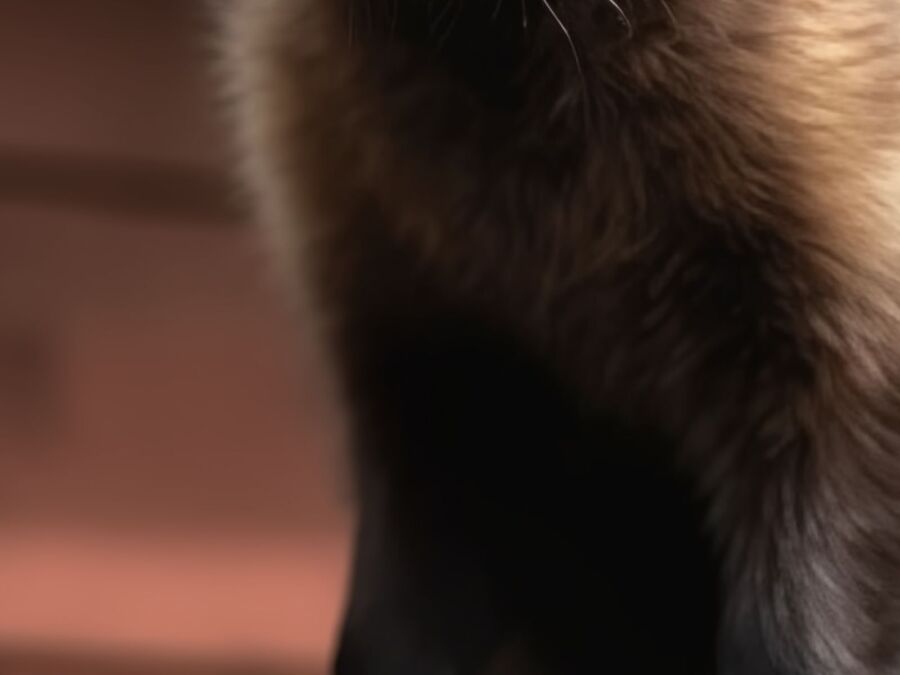 Martes-foina-lebendfang-Walterswil (BE)-Marder-loswerden-Marderfrei.jpg