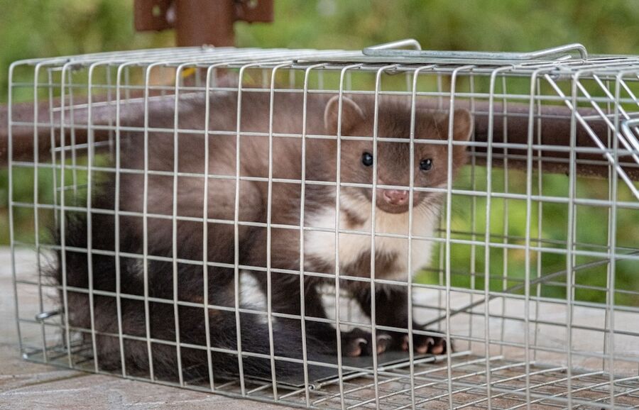 Martes-foina-lebendfang-Uezwil-Marder-loswerden-Marderfrei.jpg