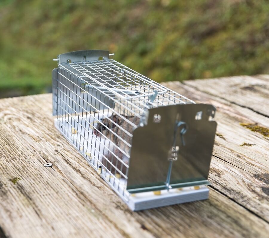 Biglen Siebenschlaefer-im-garten-gefangen-vertreiben.jpg