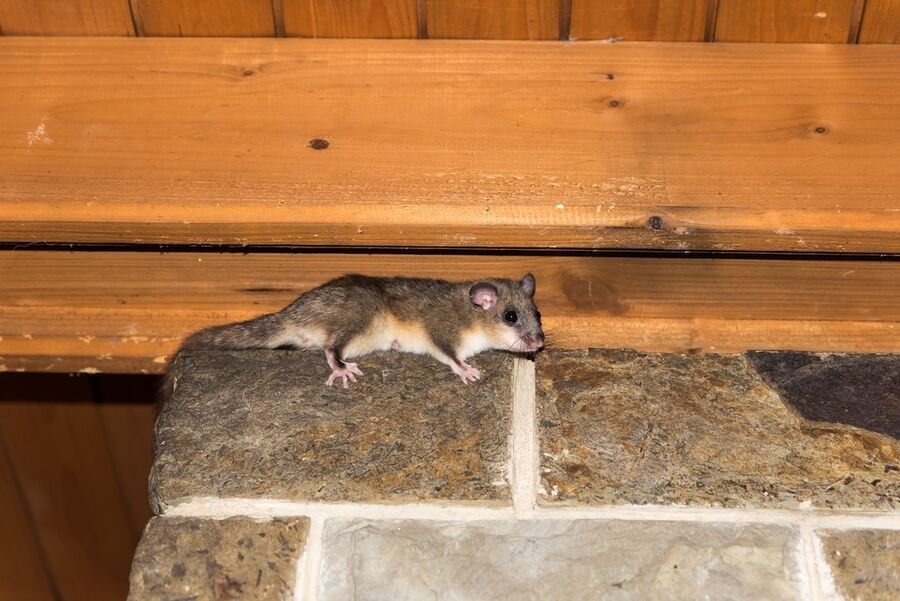 Biglen Siebenschlaefer-im-haus-schaden.jpg